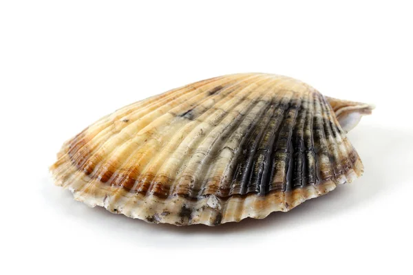 Scallop Izolowany Białym — Zdjęcie stockowe