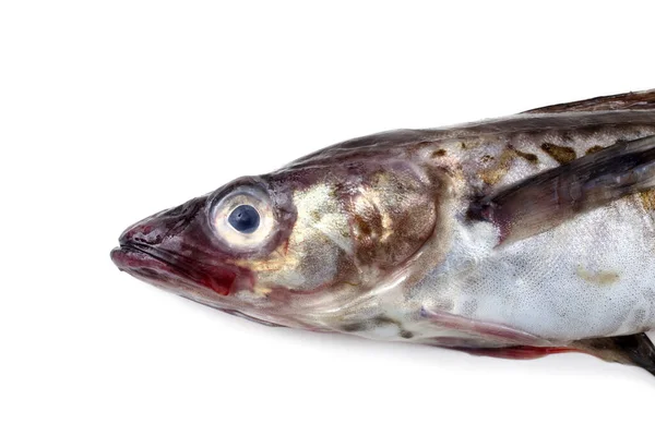 Запилювальна Риба Ізольована Білому — стокове фото