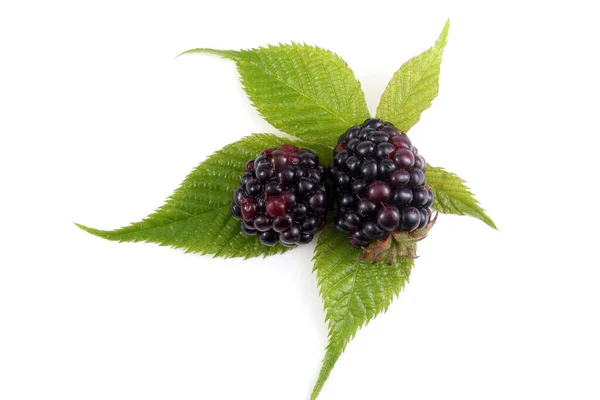 Rijpe Bramen Met Groene Bladeren Witte Achtergrond — Stockfoto