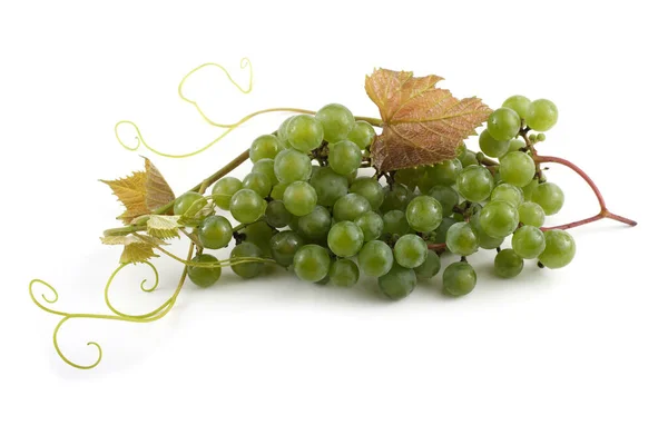Raisin Vin Blanc Avec Branche — Photo
