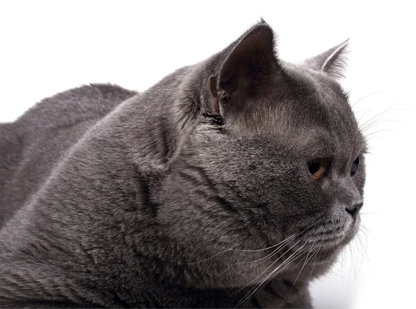 Милий Пухнастий Британський Кіт — стокове фото