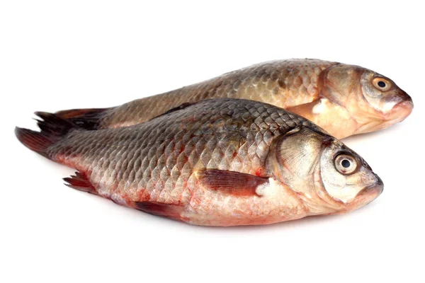 Ikan Mas Crucian Diisolasi Atas Putih — Stok Foto