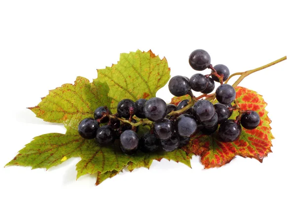 Conjunto Uvas Vinho Com Folhas Outono Isoladas Fundo Branco — Fotografia de Stock