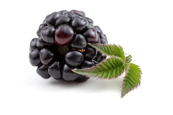 Cosecha Moras Frescas Cerca — Foto de Stock