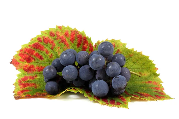 Conjunto Uvas Vinho Com Folhas Outono Isoladas Fundo Branco — Fotografia de Stock