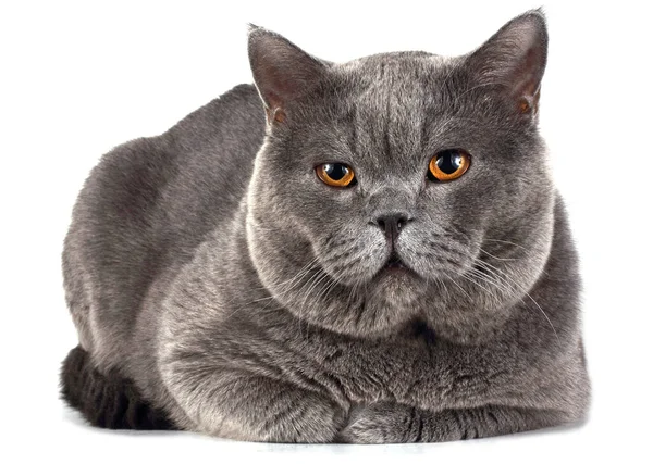 Süße Flauschige Britische Katze — Stockfoto