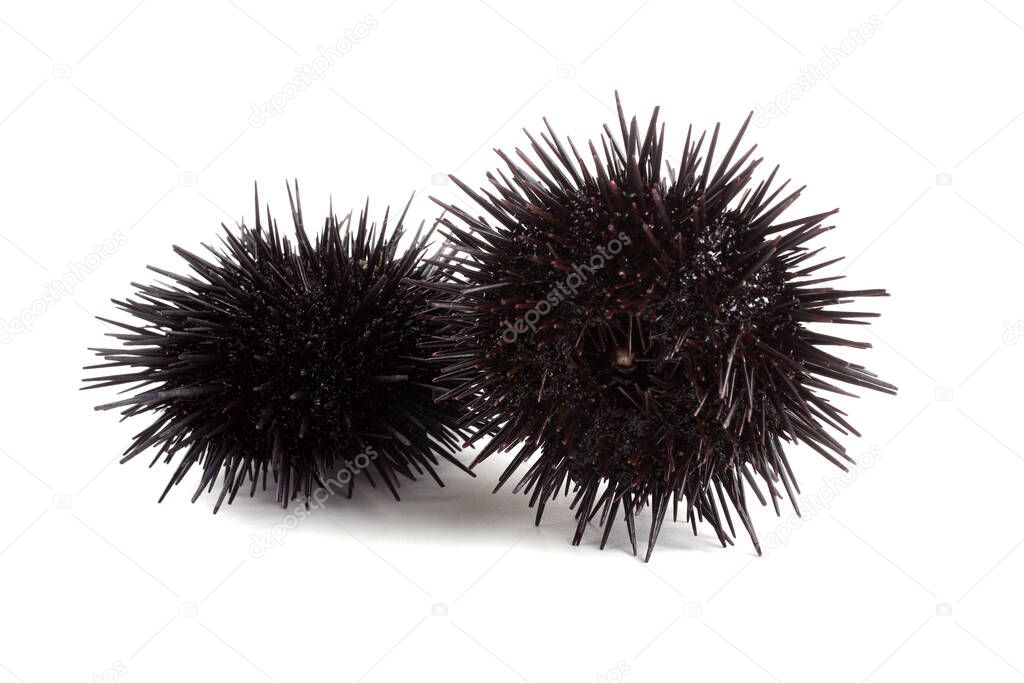 Black sea urchins isolated on white