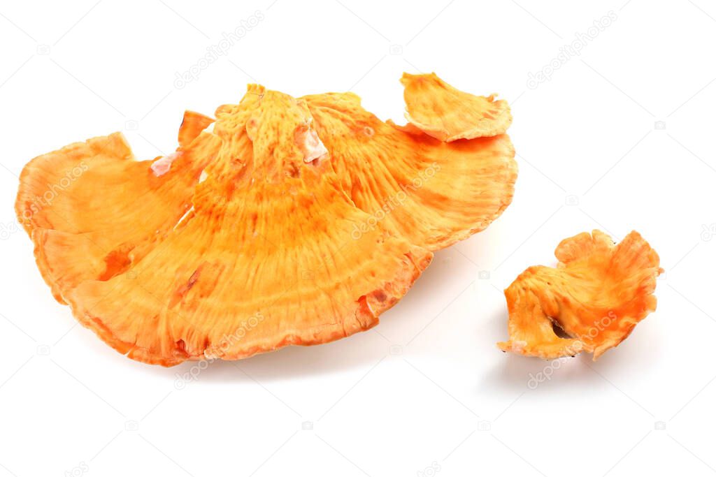 Chicken mushroom (crab-of-the-woods, chicken-of-the-woods, sulphur polypore, sulphur shelf)