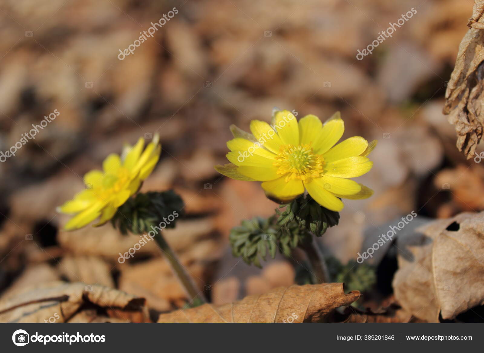 Adonis Amurensis Amur Adonis Pheasant Eye Far Eastern Snowdrop Stock Photo C Konovalenko