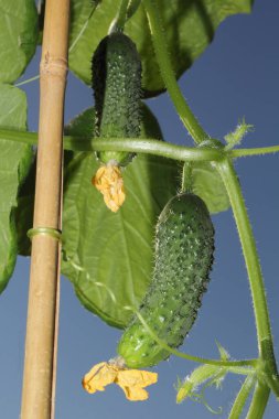 Salatalıklar serada yetişiyor.