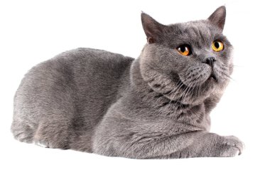 Beyaz arka planda izole edilmiş İngiliz kedisi