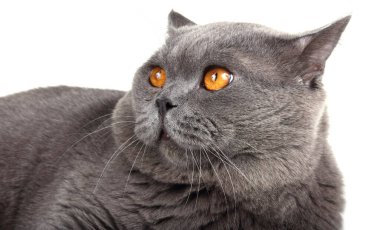 Beyaz arka planda izole edilmiş İngiliz kedisi