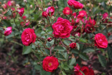 İnanılmaz çiçeklere yakın.