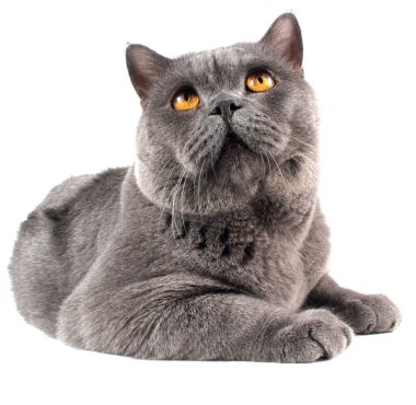 Beyaz arka planda izole edilmiş İngiliz kedisi