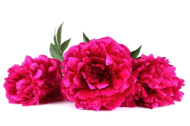 Beyaz renkte kırmızı şakayık çiçekleri