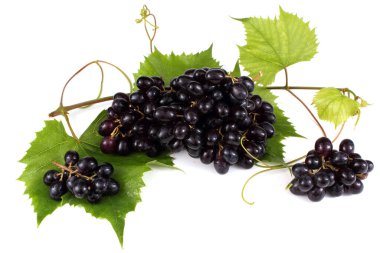 Yapraklı siyah üzüm kümeleri.