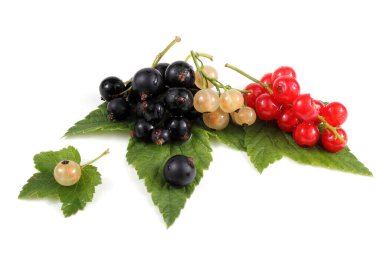 Kırmızı, beyaz ve siyah frenk üzümü