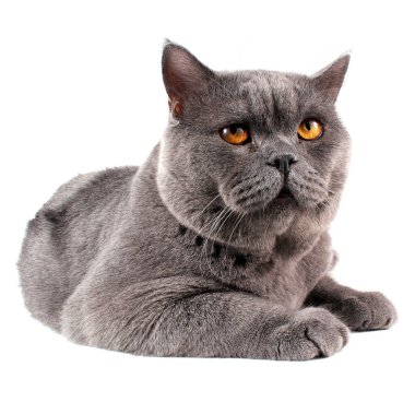 Beyaz arka planda izole edilmiş İngiliz kedisi