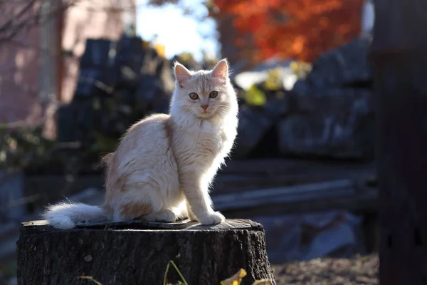 White Kitten Sitting Stump Autumn — Stock Photo, Image