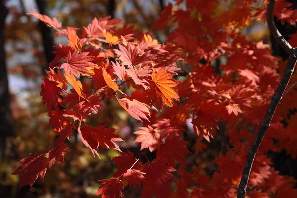 Herfst Esdoorn Bladeren Het Bos — Stockfoto