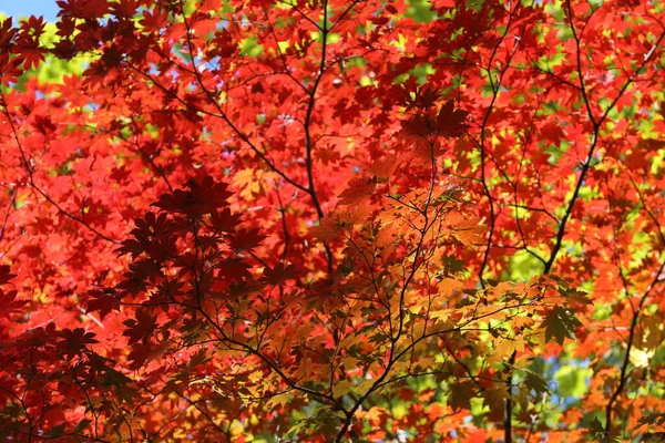 Осенние Кленовые Листья Лесу — стоковое фото
