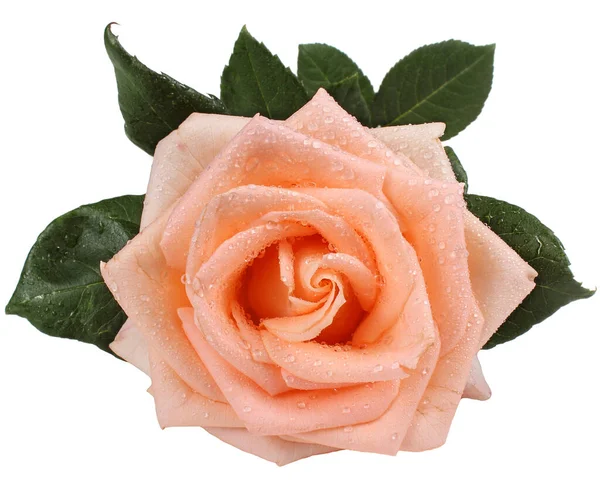 Krásné Růžové Květy Pojem Láska — Stock fotografie
