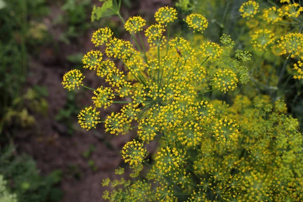 Gros Plan Des Fleurs Florissantes Étonnantes — Photo