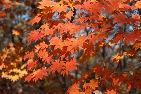 Esdoorn Tak Herfst Achtergrond — Stockfoto