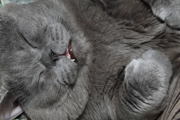 Lindo Mullido Británico Gato — Foto de Stock