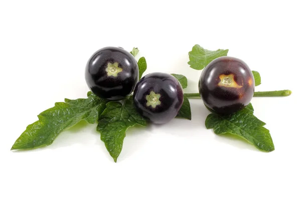 Black Tomatoes Leaves — Stock Photo, Image