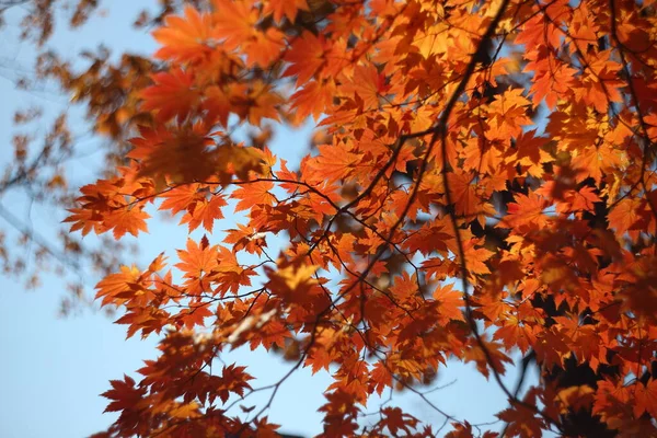 Close Van Heldere Herfstbladeren — Stockfoto