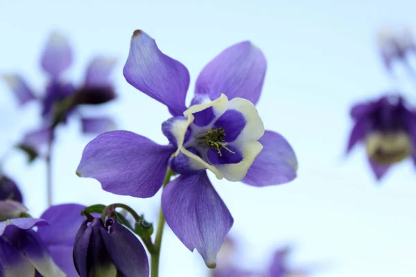 Cultivo Flor Azul Aquilegia —  Fotos de Stock