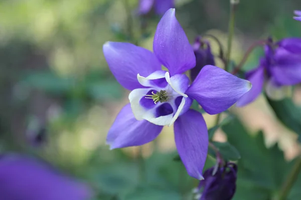 Groeiende Blauwe Aquillegia Bloem — Stockfoto