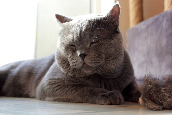 Drăguț Pufos Britanic Pisica — Fotografie, imagine de stoc