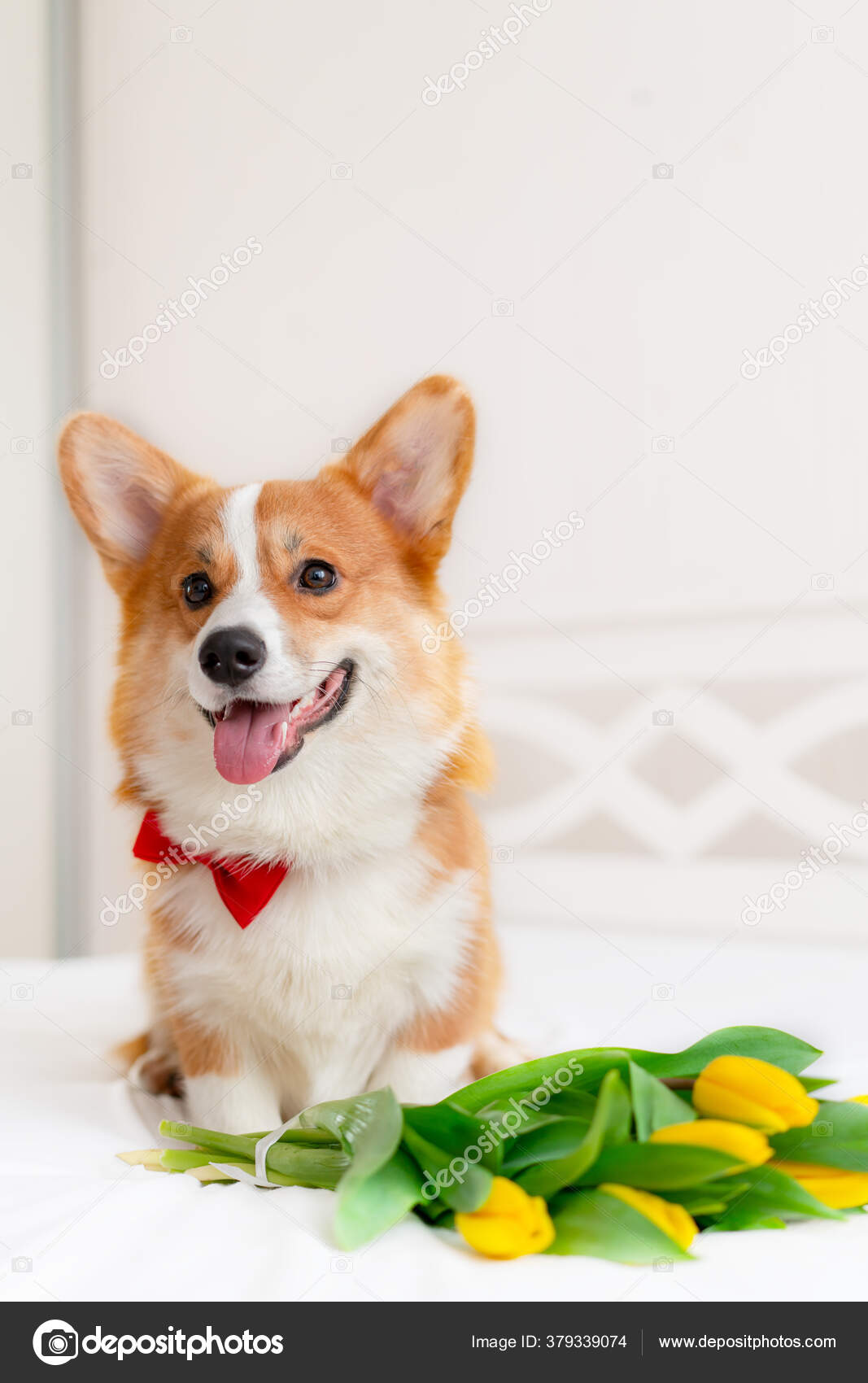 Cute corgi dog in stylish red bomber jacket sit near tulip flowers