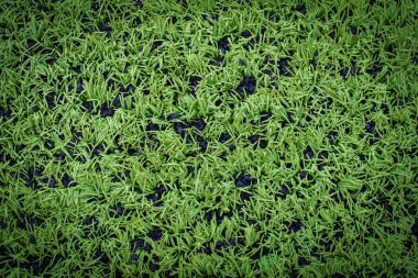 Arka plan, futbol sahası, yeşil çim futbol sahası, yakın çekim, 