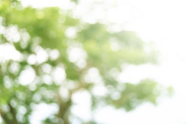 Soyut doğa arka plan, güzellik bokeh yeşil arka plan bulanıklık