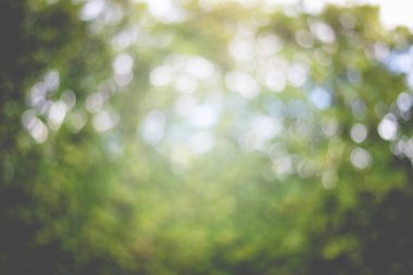 Soyut doğa arka plan, güzellik bokeh yeşil arka plan bulanıklık