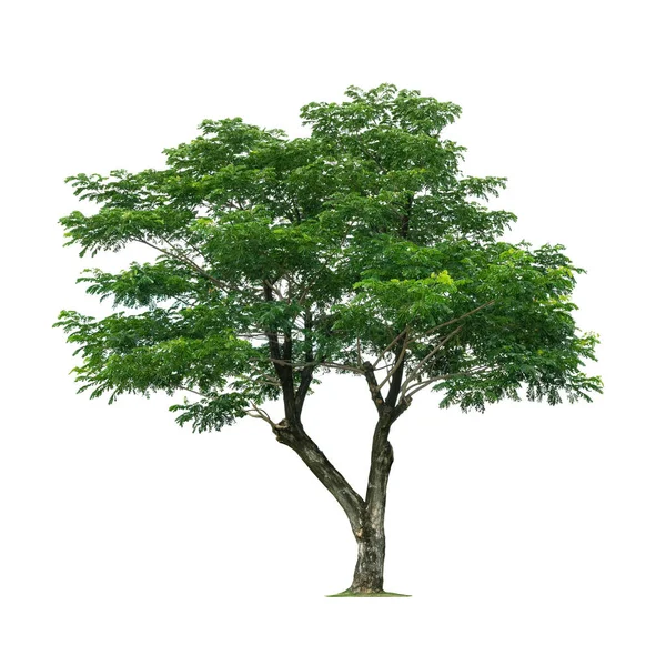 Arbre Isolé Sur Fond Blanc Avec Clipping Path — Photo