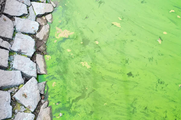 Zanieczyszczone Przez Przepływ Wody Mikroorganizmów Summe — Zdjęcie stockowe