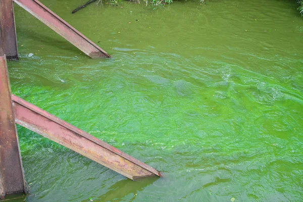 Zanieczyszczone Przez Przepływ Wody Mikroorganizmów Summe — Zdjęcie stockowe