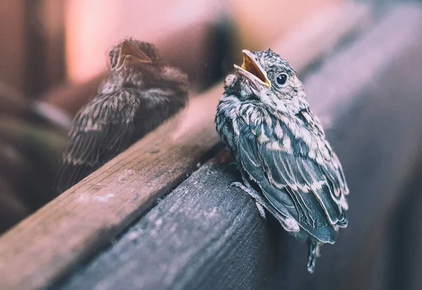 Little Bird Who Flew Out Nest Sitting Window — Stock Photo, Image