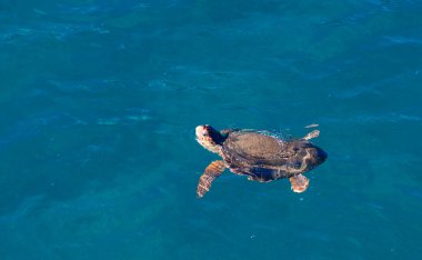 Deniz kaplumbağası.