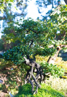 Bir Japon Bahçesi ile parlayan bir güneş Japon bonsai.
