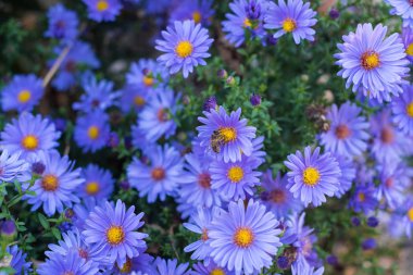 Bir görüntü üzerinde birçok menekşe sonbahar çiçek
