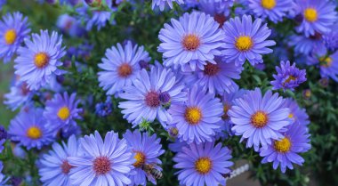 Many violet autumn flowers on one image clipart