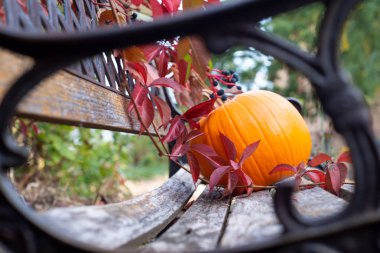 Sonbahar ve hellowen bir sembolü olarak kabak.