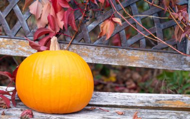 Sonbahar bir sembolü olarak kabak.