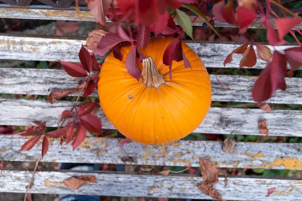 Calabaza como símbolo del otoño . — Foto de Stock