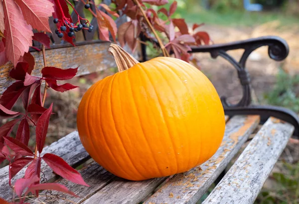 Pumpkin Symbol Autumn Hellowen Stock Photo